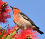 Scarlet Honeyeater - Coasters (Set of 6)