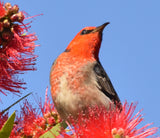 Scarlet Honeyeater - Coasters (Set of 6)