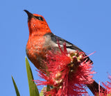 Scarlet Honeyeater - Coasters (Set of 6)