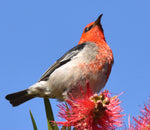 Scarlet Honeyeater - Coasters (Set of 6)