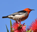 Scarlet Honeyeater - Coasters (Set of 6)