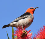 Scarlet Honeyeater - Coasters (Set of 6)