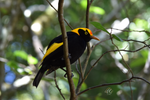 Male Regent Bowerbird Framed Canvas Print