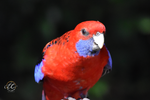 Crimson Rosella