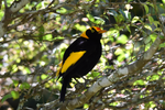 Male Regent Bower Bird Framed Canvas Print