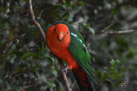 Male King Parrot Framed Canvas Print