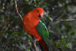 Male King Parrot Framed Canvas Print