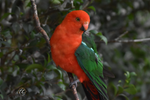 Male King Parrot Framed Canvas Print