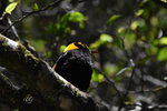 Male Regent Bowerbird Framed Canvas Print