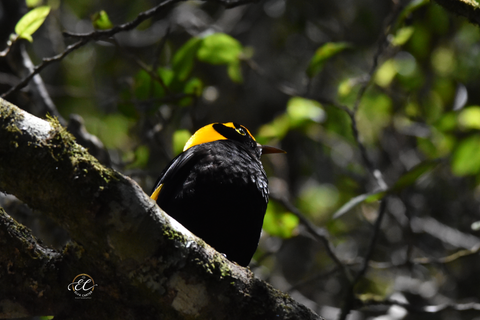 Male Regent Bowerbird Framed Canvas Print