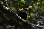 Male Regent Bowerbird Framed Canvas Print