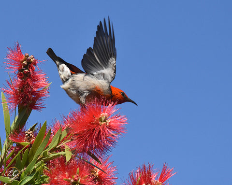 Scarlet Honeyeater - Canvas Print