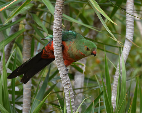 Juvenile Male King Parrot Framed Canvas Print