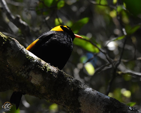 Male Regent Bower-bird - Mounted Canvas Print