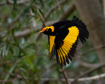 Male Regent Bowerbird In Flight